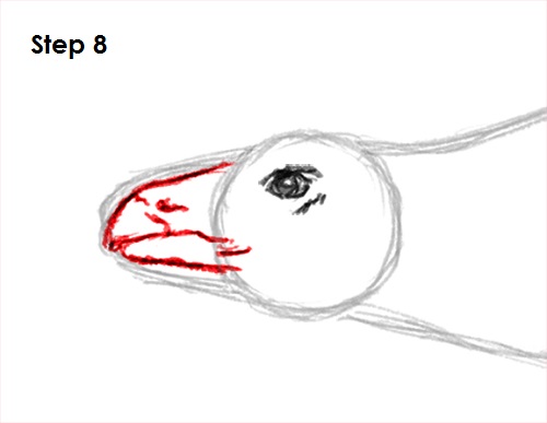 Stegosaurus Dinosaur Drawing 8 Draw Stegosaurus 8
