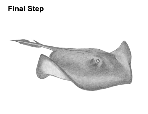 How to Draw a southern common Stingray swimming