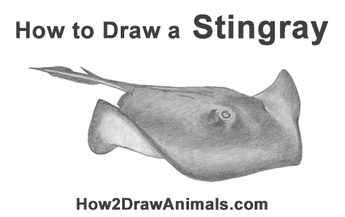 Draw a Southern Stingray How to Draw a southern common Stingray swimming