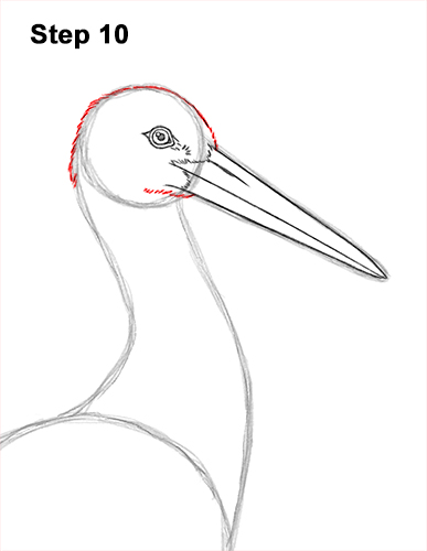 Draw a White Stork 10 How to Draw a White Stork Bird Side View 10