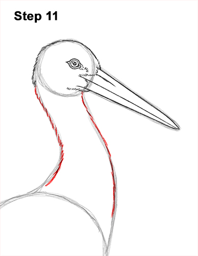 Draw a White Stork 11 How to Draw a White Stork Bird Side View 11