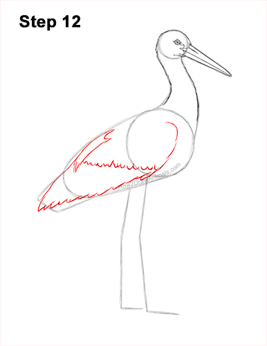 Draw a White Stork 12 How to Draw a White Stork Bird Side View 12
