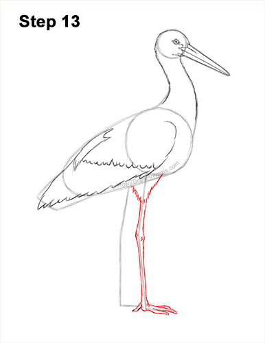 Draw a White Stork 13 How to Draw a White Stork Bird Side View 13