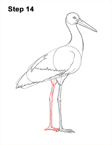 Draw a White Stork 14 How to Draw a White Stork Bird Side View 14
