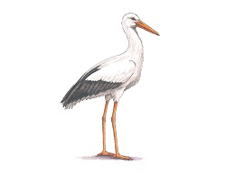 How to Draw a White Stork Bird Side View