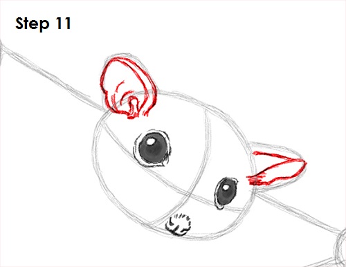 Sugar Glider Drawing 11 Draw Sugar Glider 11