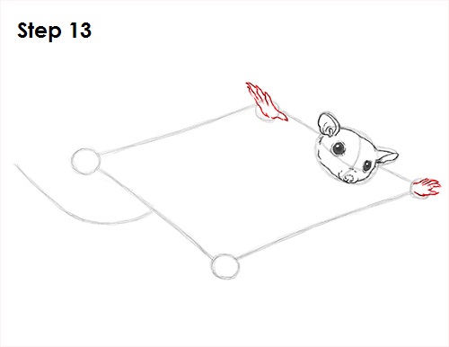 Sugar Glider Drawing 13 Draw Sugar Glider 13