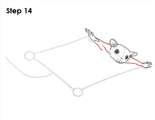 Sugar Glider Drawing 14 Draw Sugar Glider 14