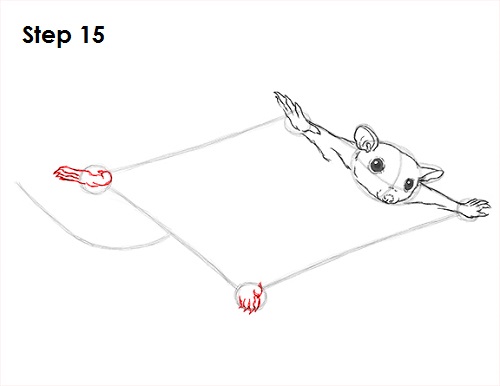 Sugar Glider Drawing 15 Draw Sugar Glider 15