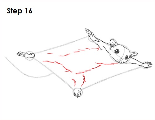 Sugar Glider Drawing 16 Draw Sugar Glider 16