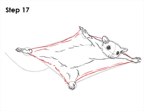 Sugar Glider Drawing 17 Draw Sugar Glider 17