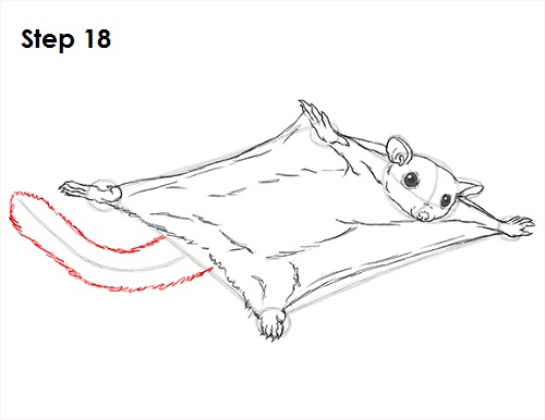 Sugar Glider Drawing 18 Draw Sugar Glider 18