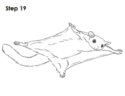 Sugar Glider Drawing 19 Draw Sugar Glider 19