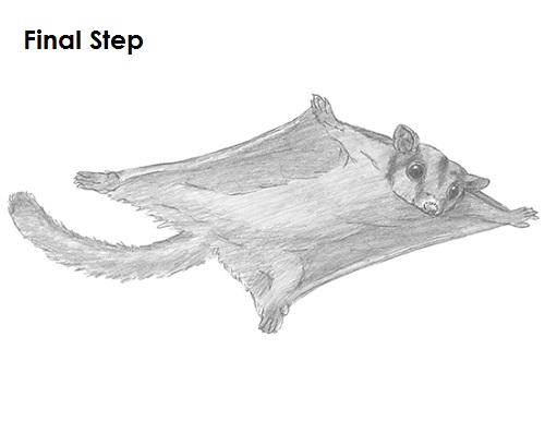 Sugar Glider Drawing Last Draw Sugar Glider Last