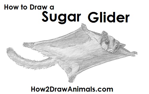How to Draw a Sugar Glider How to Draw a Sugar Glider