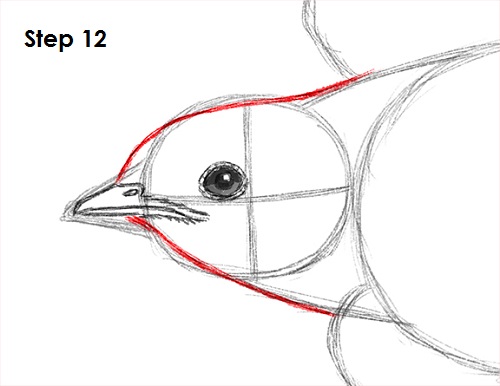 Swallow Bird 12 Draw Swallow Bird 12