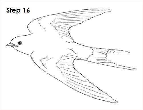 Draw Swallow Bird 16