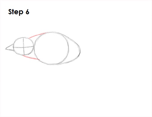 Draw Swallow Bird 6