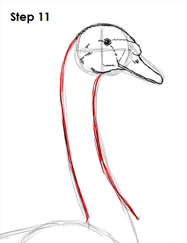 Draw Swan 11