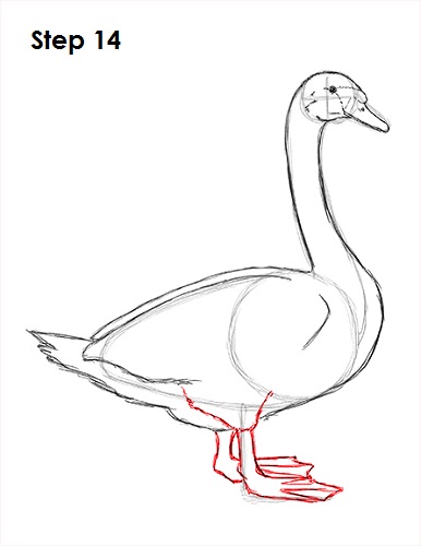 Draw Swan 14