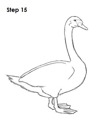Swan Drawing 15 Draw Swan 15