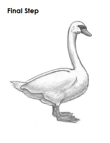 Swan Drawing Final Draw Swan Final