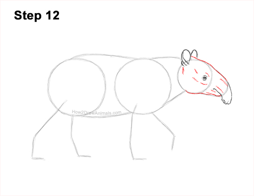 How to Draw a Tapir Malayan Asian Indian Side 12