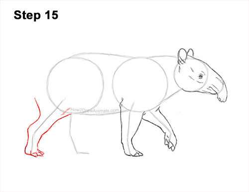 How to Draw a Tapir Malayan Asian Indian Side 15