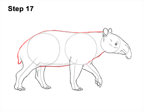 How to Draw a Tapir Malayan Asian Indian Side 17