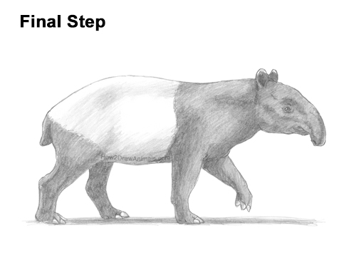 How to Draw a Tapir Malayan Asian Indian Side