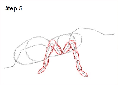 Draw Tarantula 5