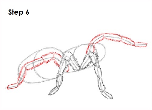 Draw Tarantula 6