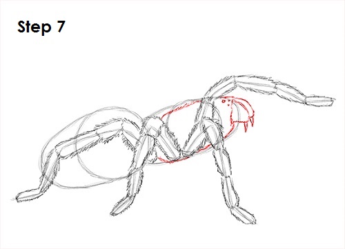 Draw Tarantula 7