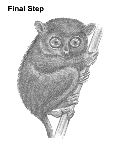 Draw a Philippine Tariser How to Draw a Philippine Tariser
