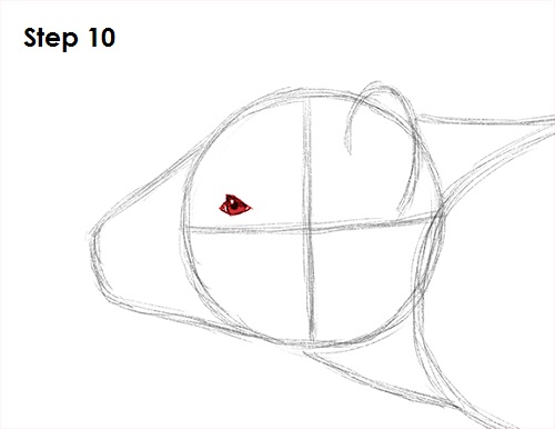 Draw Tasmanian Devil 10