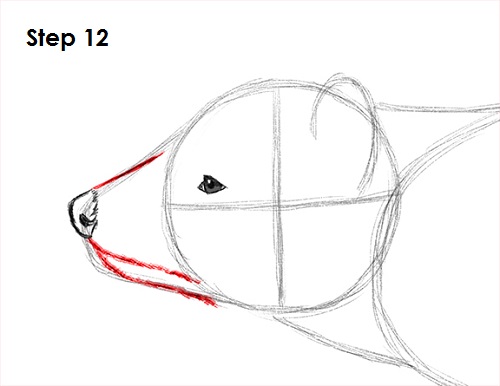 Draw Tasmanian Devil 12