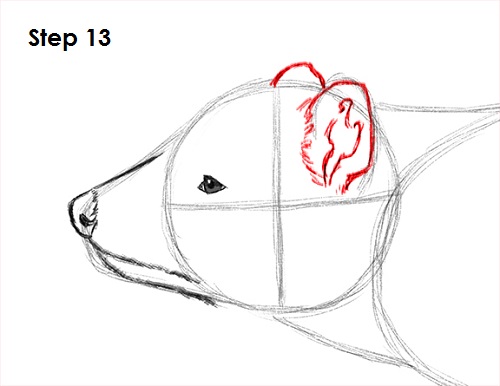 Draw Tasmanian Devil 13