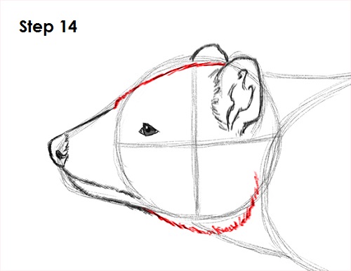 Draw Tasmanian Devil 14