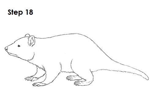 Tasmanian Devil Drawing 18 Draw Tasmanian Devil 18