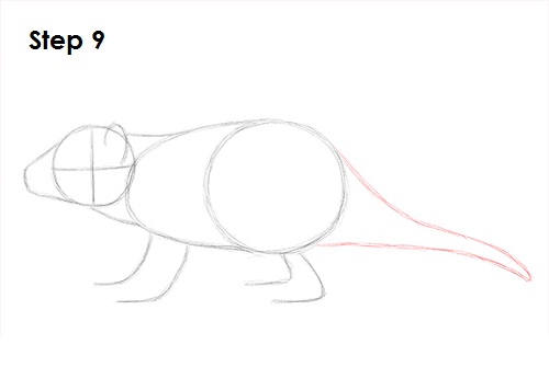 Draw Tasmanian Devil 9