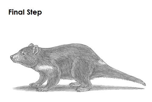 Tasmanian Devil Drawing Last Draw Tasmanian Devil Last