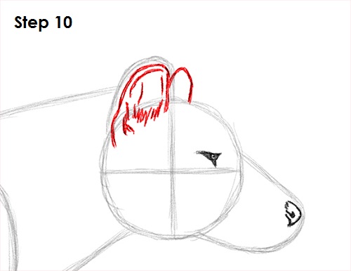 Tasmanian Tiger Drawing 10 Draw Tasmanian Tiger 10