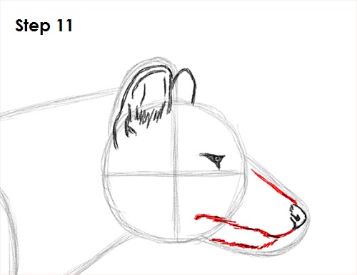 Tasmanian Tiger Drawing 11 Draw Tasmanian Tiger 11