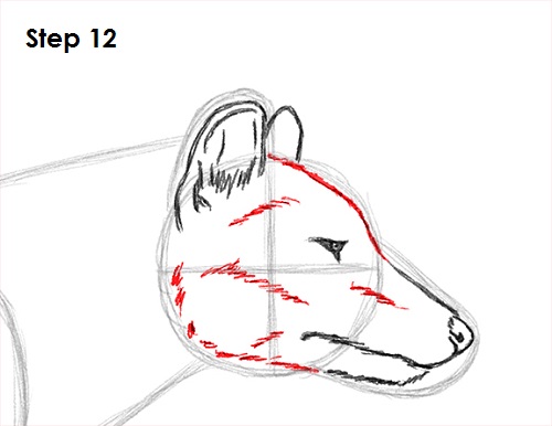 Tasmanian Tiger Drawing 12 Draw Tasmanian Tiger 12