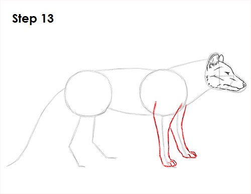 Tasmanian Tiger Drawing 13 Draw Tasmanian Tiger 13