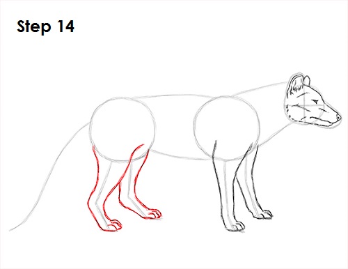 Tasmanian Tiger Drawing 14 Draw Tasmanian Tiger 14