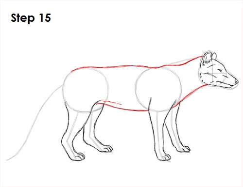 Tasmanian Tiger Drawing 15 Draw Tasmanian Tiger 15