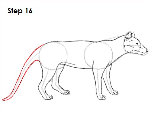 Tasmanian Tiger Drawing 16 Draw Tasmanian Tiger 16