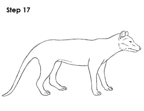 Tasmanian Tiger Drawing 17 Draw Tasmanian Tiger 17