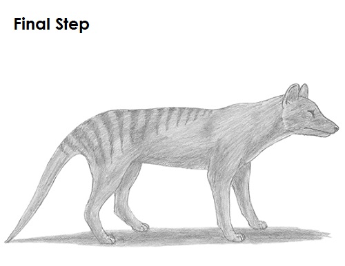 Tasmanian Tiger Drawing Draw Tasmanian Tiger
